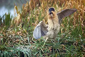 Images Dated 19th December 2019: Eurasian Bittern, Botaurus stellaris