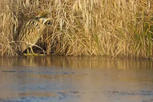 Images Dated 29th December 2019: Eurasian Bittern, Botaurus stellaris