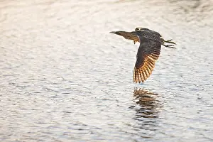 Images Dated 18th December 2019: Eurasian Bittern, Botaurus stellaris