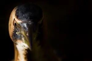 Images Dated 18th December 2019: Eurasian Bittern, Botaurus stellaris