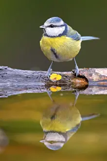 Cyanistes Prints: Eurasian Blue Tit, Cyanistes caeruleus