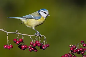 Cyanistes Prints: Eurasian Blue Tit, Cyanistes caeruleus