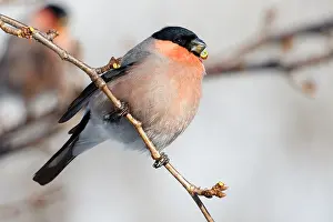 Bullfinch Prints: Eurasian Bullfinch
