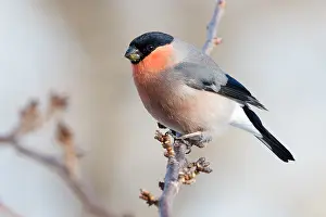 Bullfinch Prints: Eurasian Bullfinch
