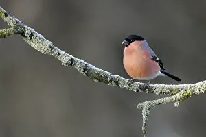 Bullfinch Prints: Eurasian Bullfinch, Goudvink, Pyrrhula pyrrhula