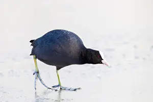 2021 Prints: Eurasian Coot, Fulica atra