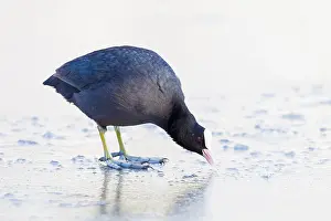 2021 Prints: Eurasian Coot, Fulica atra