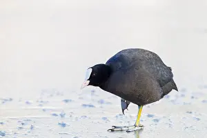 2021 Prints: Eurasian Coot, Fulica atra
