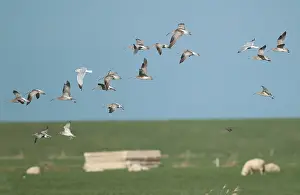 Images Dated 18th January 2023: Eurasian Curlew, Numenius arquata