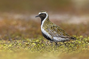 Images Dated 24th May 2023: Eurasian Golden Plover, Pluvialis apricaria