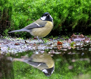 Eurasian Great Tit; Parus major