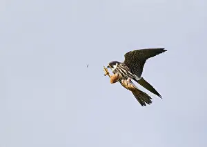 2017 Prints: Eurasian hobby, Falco subbuteo