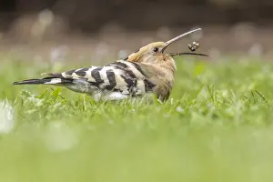 Images Dated 12th May 2023: Eurasian Hoopoe, Upupa epops epops