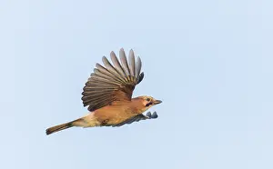 Images Dated 27th May 2023: Eurasian Jay, Garrulus glandarius