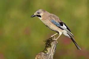 Images Dated 25th May 2023: Eurasian Jay, Garrulus glandarius