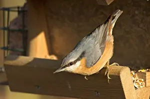 Images Dated 14th June 2014: Eurasian Nuthatch, Boomklever, Sitta europaea