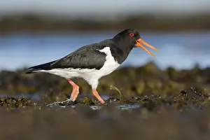 Images Dated 22nd May 2022: Eurasian Oystercatcher, Haematopus ostralegus