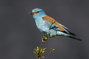 Images Dated 23rd April 2018: Eurasian Roller, Coracias garrulus