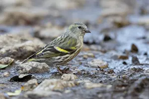 2023 Prints: Eurasian Siskin, Spinus spinus