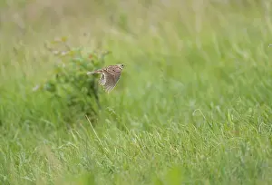Images Dated 26th May 2022: Eurasian Skylark;Alauda arvensis