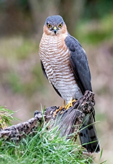 Eurasian Sparrowhawk, Accipiter nisus