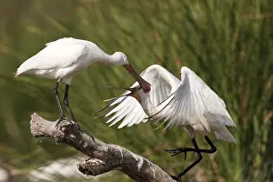 Eurasian Spoonbill, Platalea leucorodia