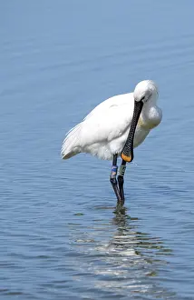 Summerplumage Prints: Eurasian Spoonbill, Platalea leucorodia