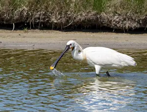 Summerplumage Prints: Eurasian Spoonbill, Platalea leucorodia