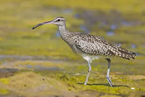 Shorebirds Prints: Eurasian Whimbrel