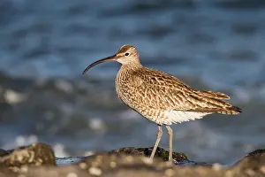 Images Dated 23rd April 2018: Eurasian Whimbrel, Numenius phaeopus