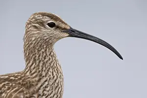 2022 Prints: Eurasian Whimbrel, Numenius phaeopus