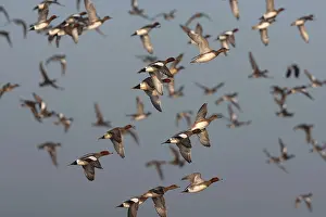 Images Dated 15th February 2008: Eurasian Wigeon, Anas penelope