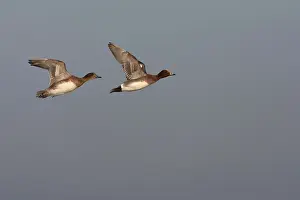 Images Dated 15th February 2008: Eurasian Wigeon, Anas penelope