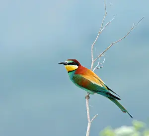 Images Dated 14th June 2014: European Bee-eater, Bijeneter, Merops apiaster