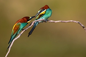 Images Dated 29th May 2022: European Bee-eater, Merops apiaster