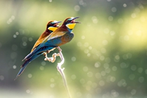 Images Dated 2nd June 2022: European Bee-eater, Merops apiaster
