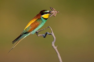 Images Dated 1st June 2022: European Bee-eater, Merops apiaster
