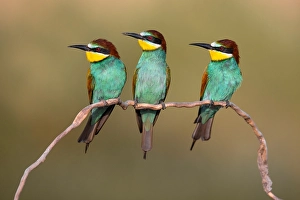Images Dated 29th May 2022: European Bee-eater, Merops apiaster