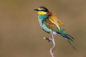 Images Dated 30th May 2022: European Bee-eater, Merops apiaster