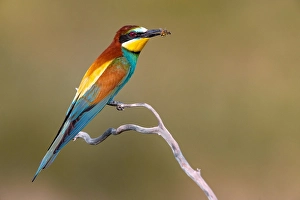 Images Dated 27th May 2022: European Bee-eater, Merops apiaster