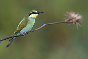 Images Dated 27th August 2020: European Bee-eater, Merops apiaster