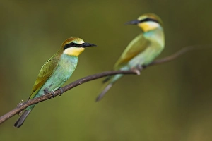 Images Dated 27th August 2020: European Bee-eater, Merops apiaster