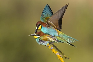Images Dated 28th May 2021: European Bee-eater, Merops apiaster