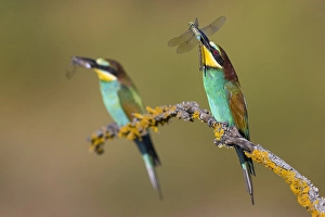 Images Dated 9th July 2021: European Bee-eater, Merops apiaster