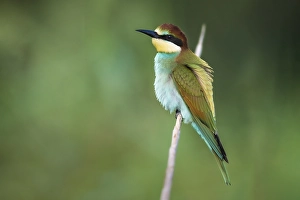 Images Dated 26th August 2020: European Bee-eater, Merops apiaster