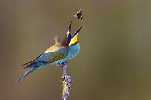 Images Dated 14th July 2021: European Bee-eater, Merops apiaster