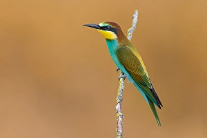 Images Dated 24th July 2021: European Bee-eater, Merops apiaster