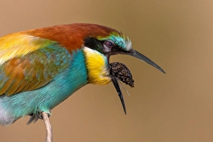 Images Dated 29th May 2022: European Bee-eater, Merops apiaster