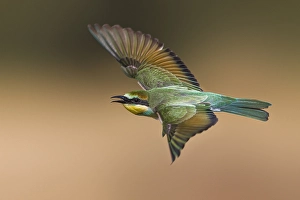 Images Dated 10th August 2021: European Bee-eater, Merops apiaster