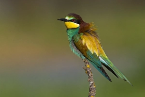 Images Dated 22nd May 2016: European Bee-eater, Merops apiaster